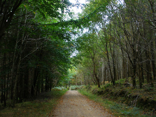 Nature walk in Glenealy Woods