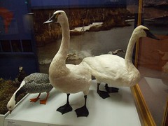 Emperor Goose, Tundra Swan, Trumpeter Swan