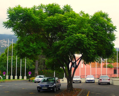 Tree Urban
