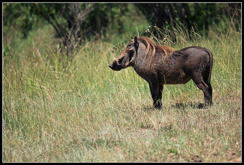 common warthog. Common Warthog. We saw plenty of these guys while in Kenya but they were