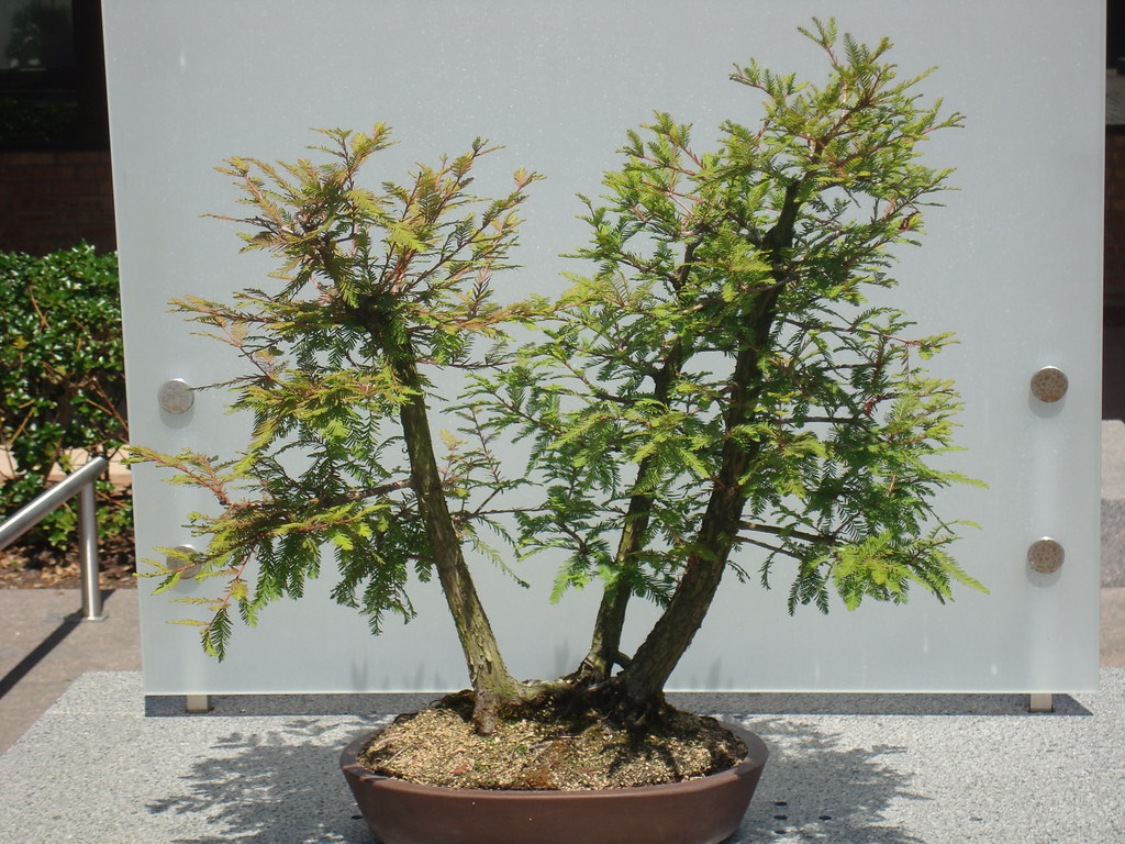 Bald Cypress bonsai by dalemcneill, on Flickr