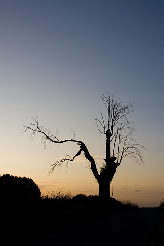 Dead Tree At Sunset