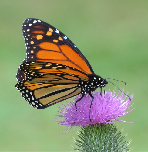 Monarch Butterfly Feeding On A Thistle Flower #5