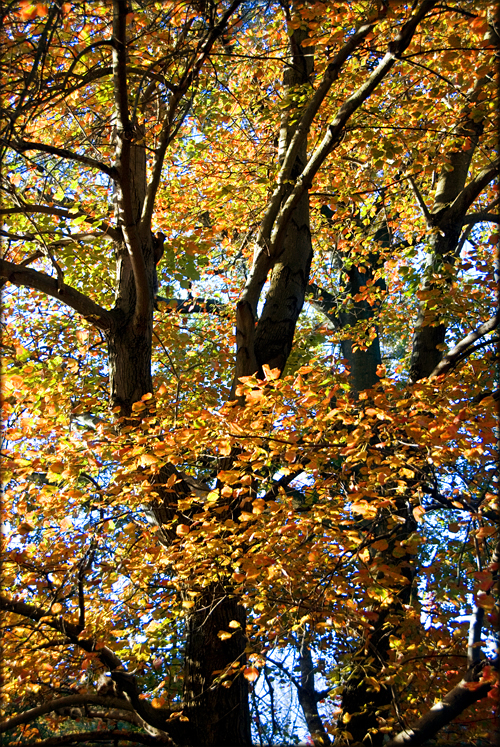 autumn-tree-iambossy