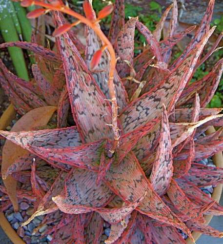 Aloe cv. Pink Blush by plantmanbuckner
