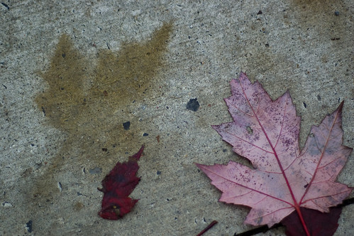 283:365 Shadow-leaves on the sidewalk