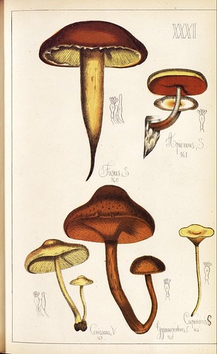 Apucreus, Fusus, Conissans, Gymnopodius et al spp.