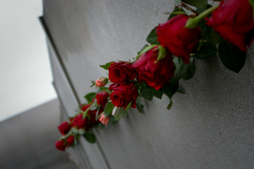 Roses in the wall 3