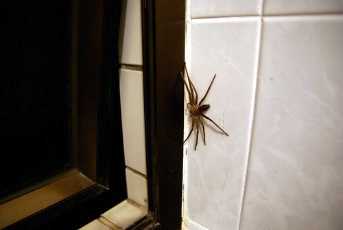 Pretty big spider