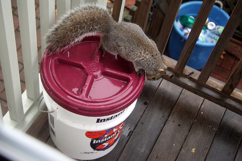 squirrel on the compost bucket