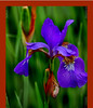The Last Iris01.jpg
