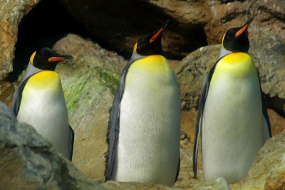 King Penguins at Penguin Expedition