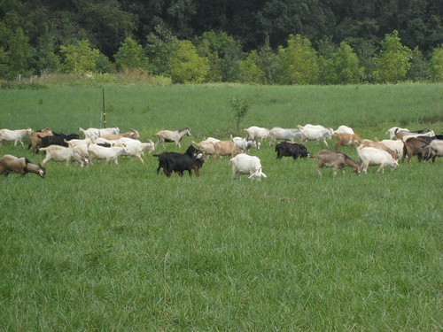 Goats grazing fescue