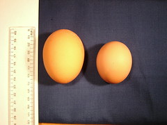 Giant Hen Egg