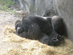 Male Gorilla Napping