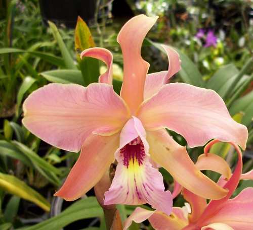 orchid parfait