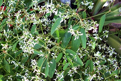 Euphorbia hypercifolia 'Diamond Frost' (rq) - 01