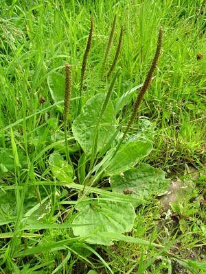 greater-plantain