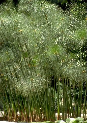 papyrus-plant