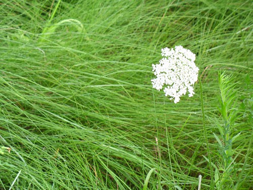 Grass and flower