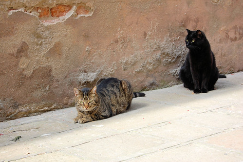 venetian cats (& a lizard) da te.