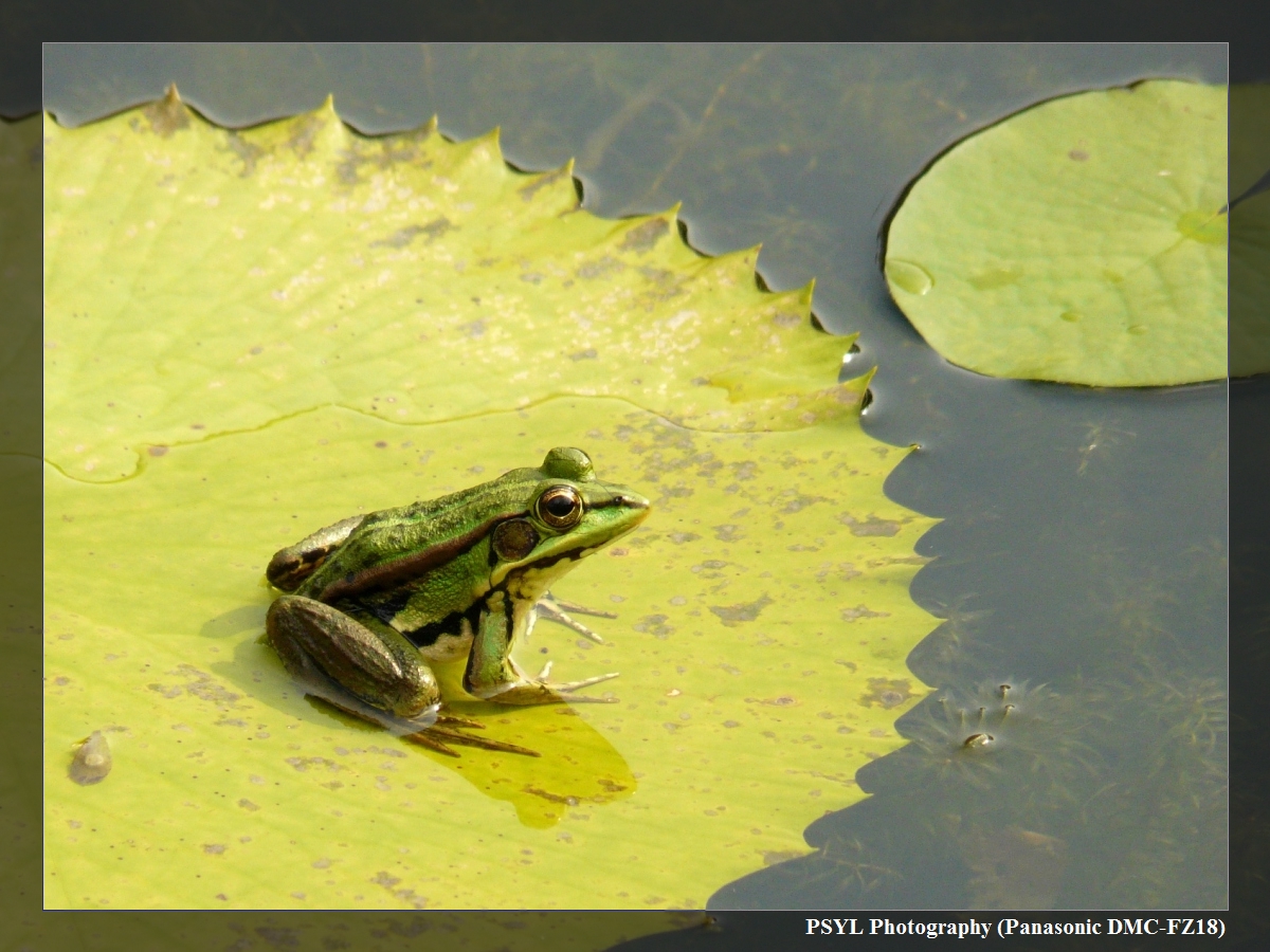 Green Pond Frog (Rana plancyi) - 金線蛙