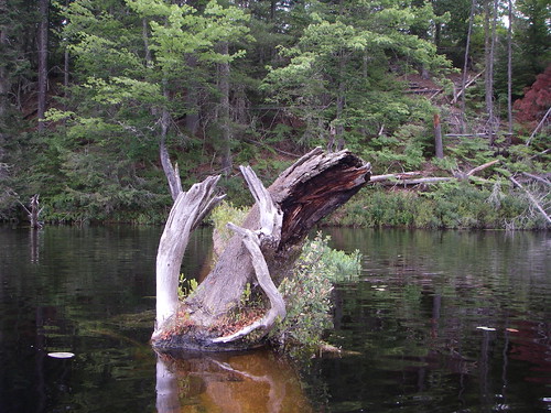 fallen log