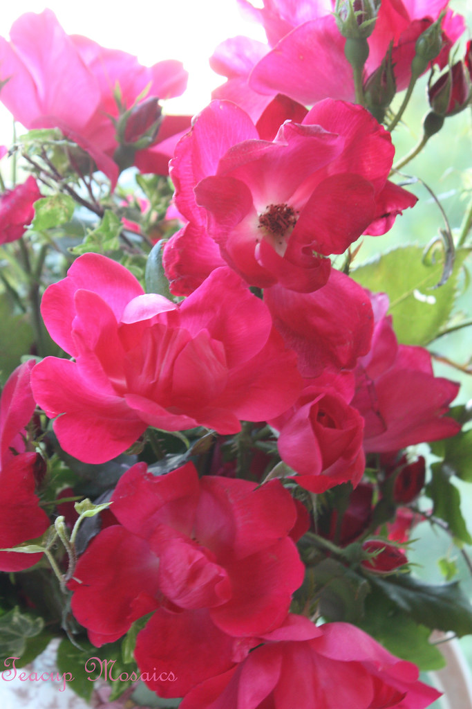 My-Gardens-Roses