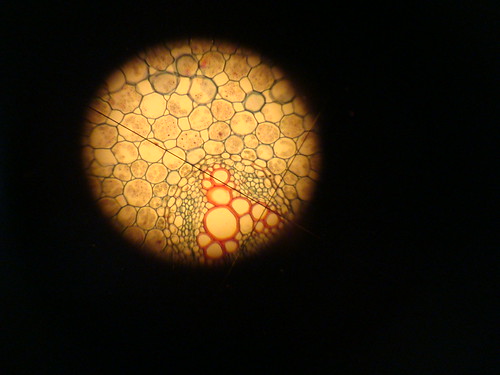 Shabby root cell