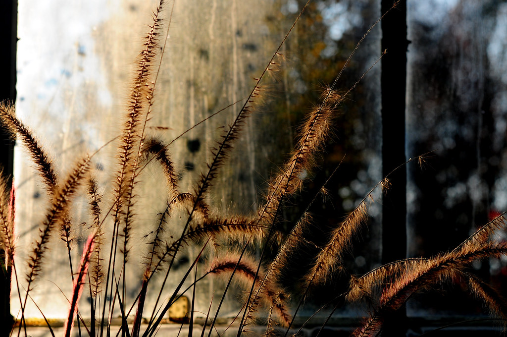 Brookside Grass and Glass_3255
