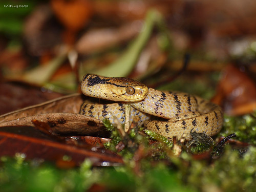 台灣鈍頭蛇 Pareas formosensis