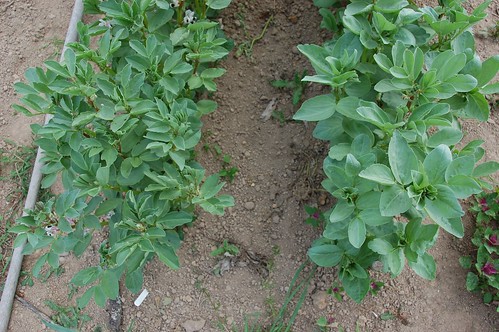 ful (left) and martock (right) broad beans