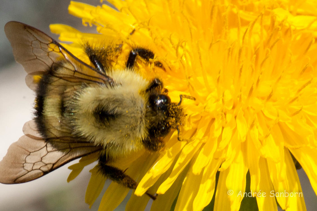 Bumblebee on Dandelion (Taraxacum officinale)-6.jpg