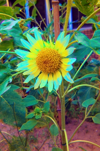 sunflower (pseudocolor) [#48603]