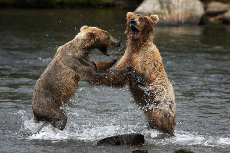 Bear fight-06