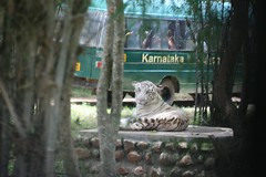 Bannerghatta Bus