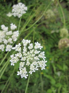 More Queen Anne's Lace