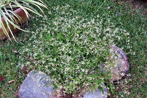 Euphorbia hypericifolia 'Diamond Frost' (rq) - 02