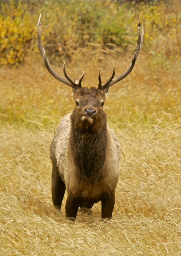 Large Elk on Side of the Road