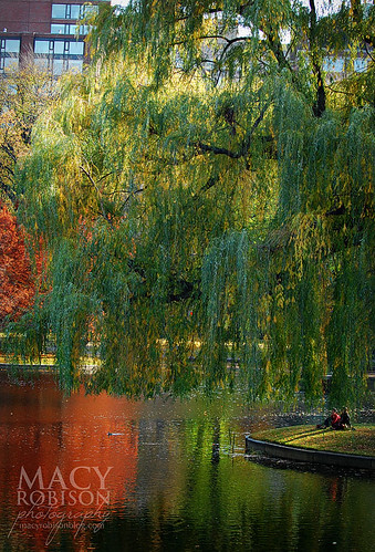Public Garden Swan Boat Pond