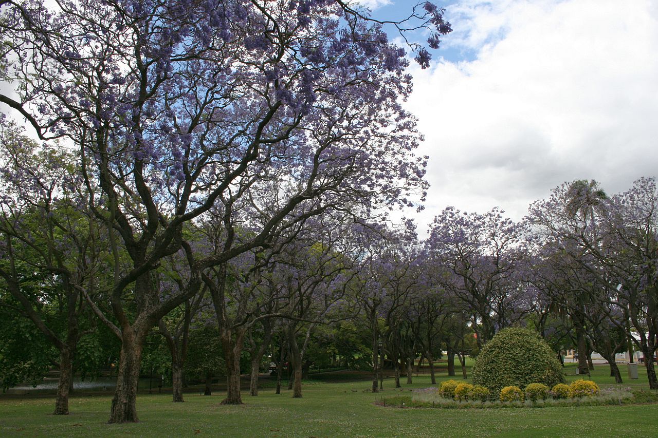 hyde park purple