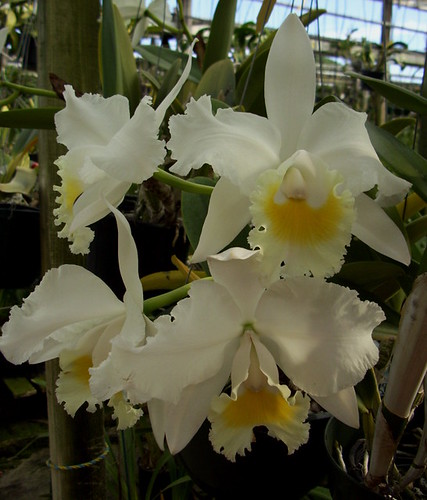 fragrant alba orchids