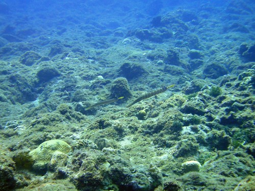 2010年小琉球體檢結果顯示此區珊瑚礁嚴重裂化，底質多被藻類覆蓋，活珊瑚覆蓋率低於10%，區內其他生物如魚類也被捕撈殆盡。