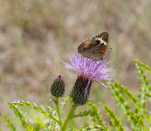 Butterfly on thistle by saddleguy