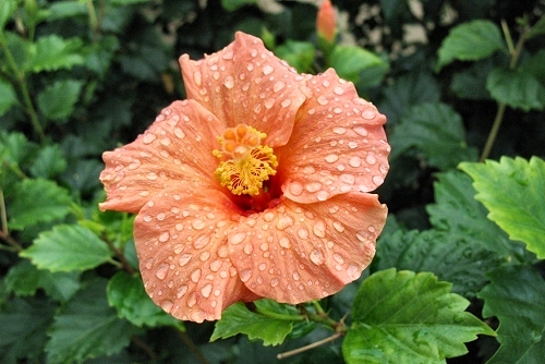 Hibiscus rosa-sinensis (rq) - 01