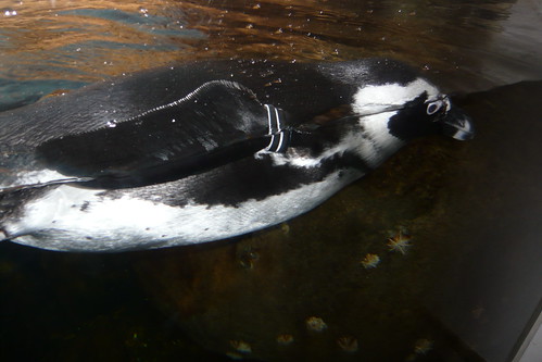 Penguin at Cal Academy