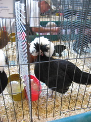 Chicken hair, MN State Fair