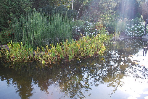 Lily Pad Pond