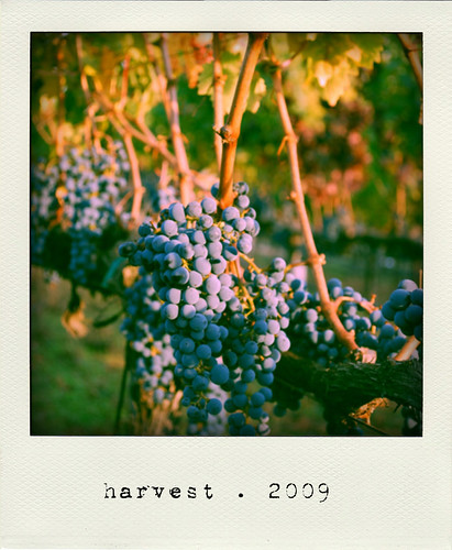 harvest 2009