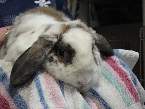 betsy gets a bunny massage